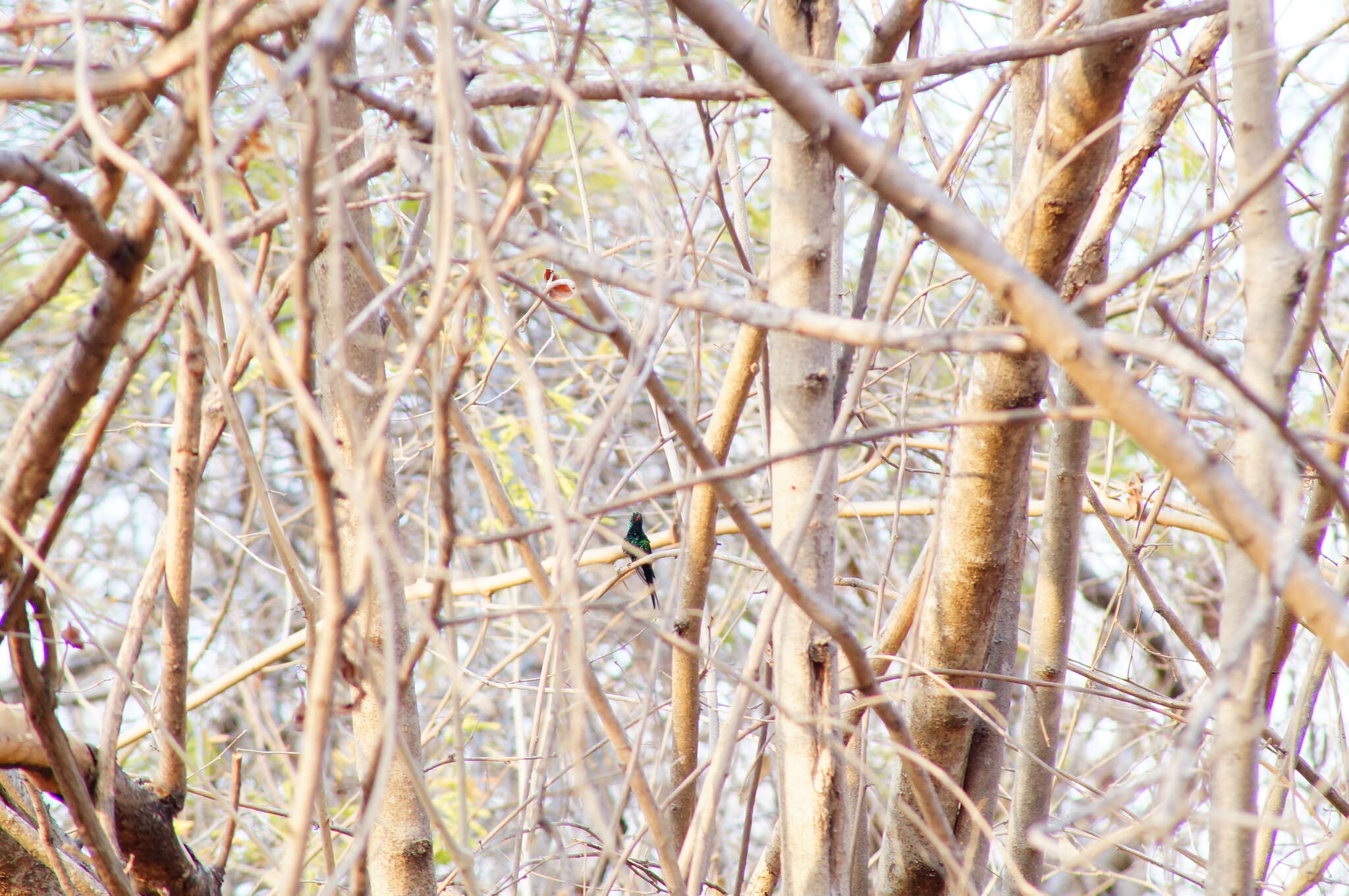 Image of Golden-crowned Emerald