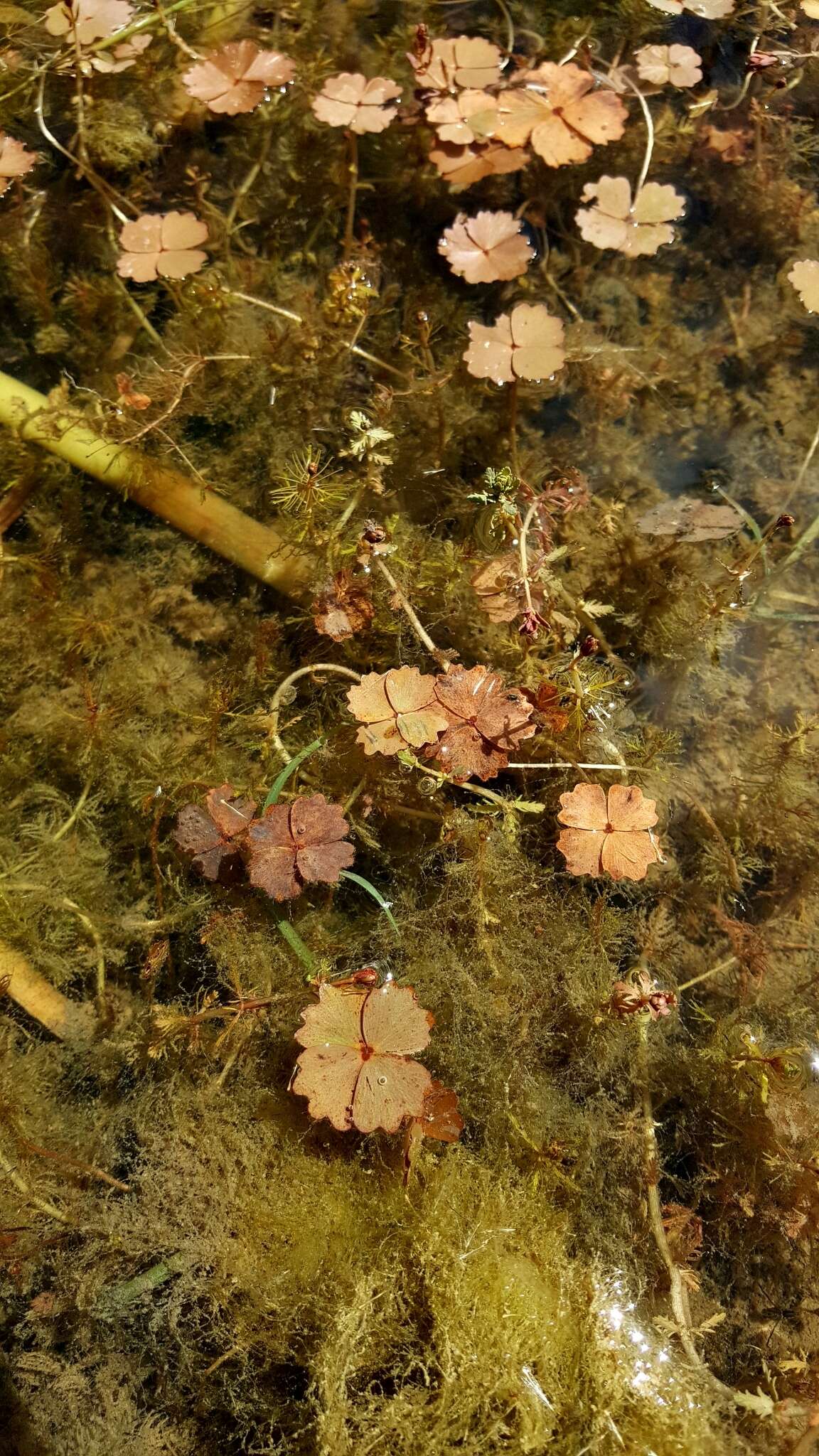 Plancia ëd Marsilea drummondii A. Br.