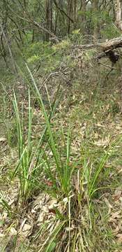 Image of Bonnet orchid