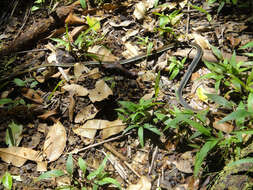 Image of Dendrelaphis caudolineatus (Gray 1834)