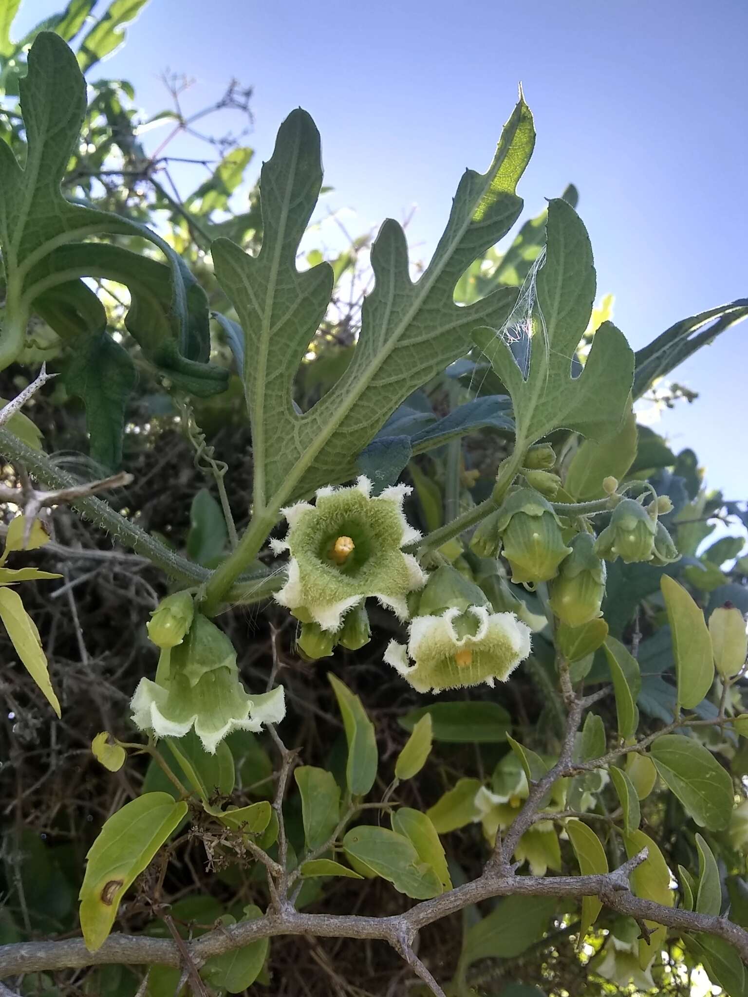 صورة Cayaponia bonariensis (Mill.) Mart. Crov.