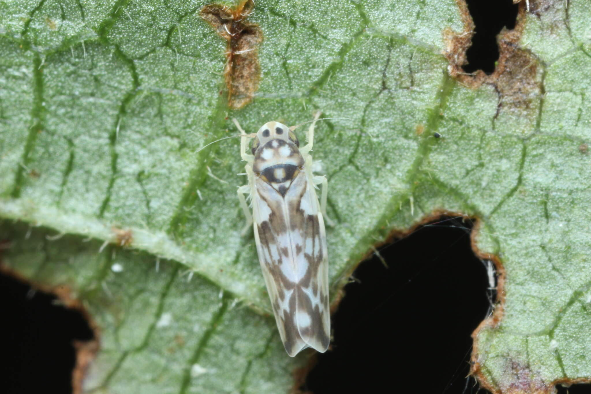 Image of Ziczacella hirayamella (Matsumura 1932)