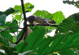 Image of Cream-coloured giant squirrel