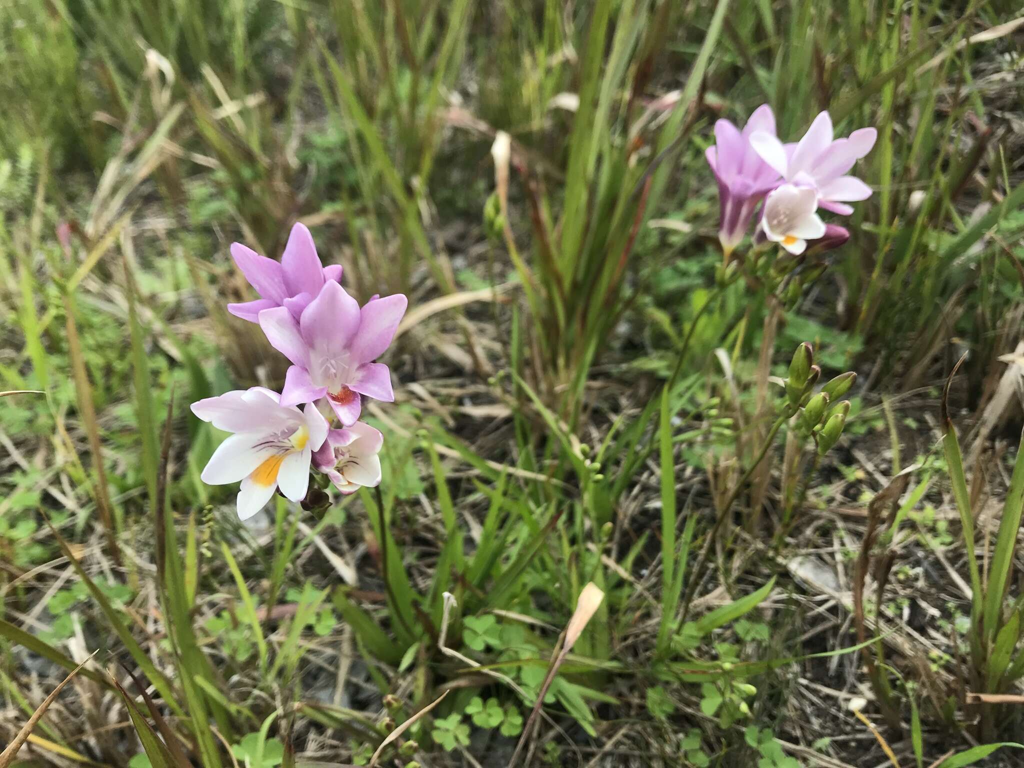 Image of Freesia leichtlinii subsp. alba (G. L. Mey.) J. C. Manning & Goldblatt