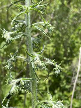 Слика од Antiphytum floribunda (Torr.) A. Gray