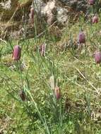 Image of Fritillaria lusitanica Wikstr.