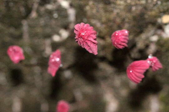 Image of Marasmius haematocephalus (Mont.) Fr. 1838