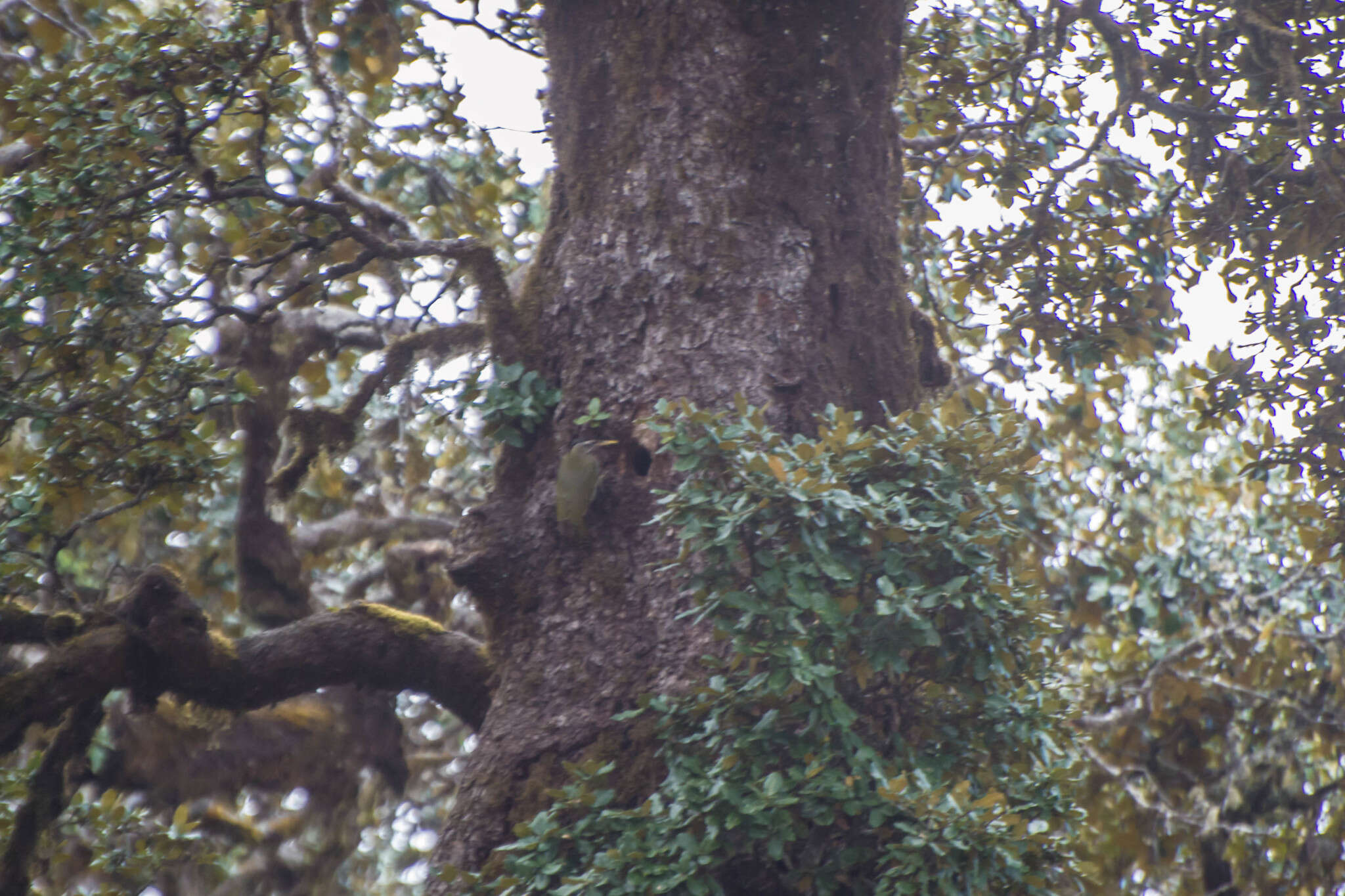 Picus squamatus Vigors 1831 resmi