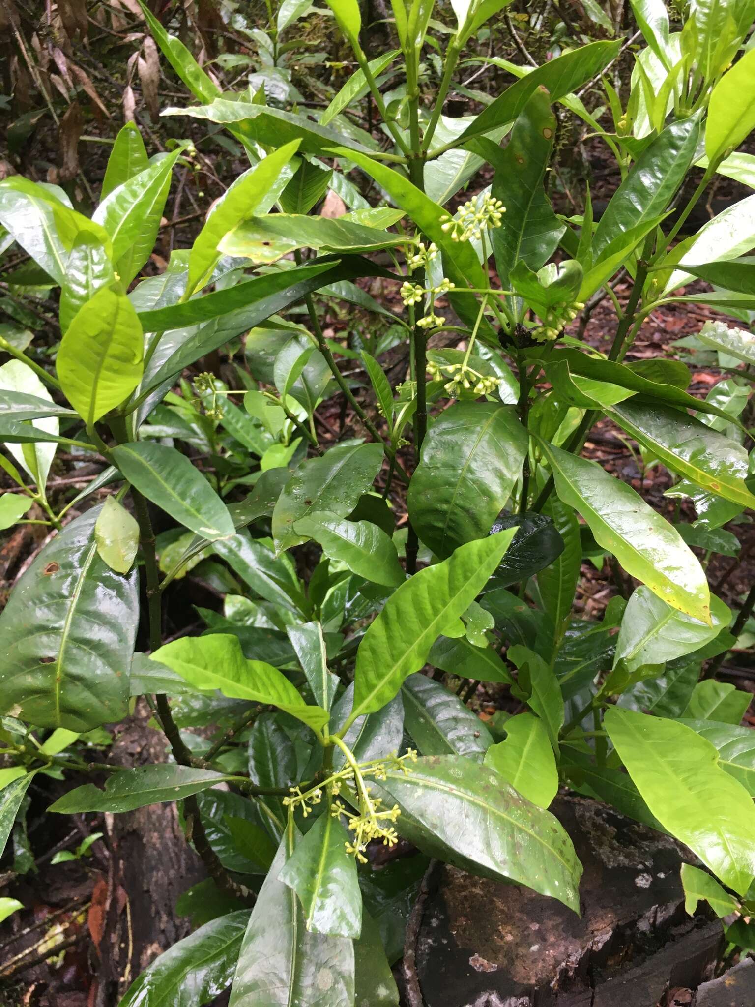 Image of Turkey bush