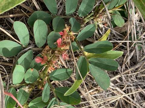 Imagem de Indigofera oxalidea Baker