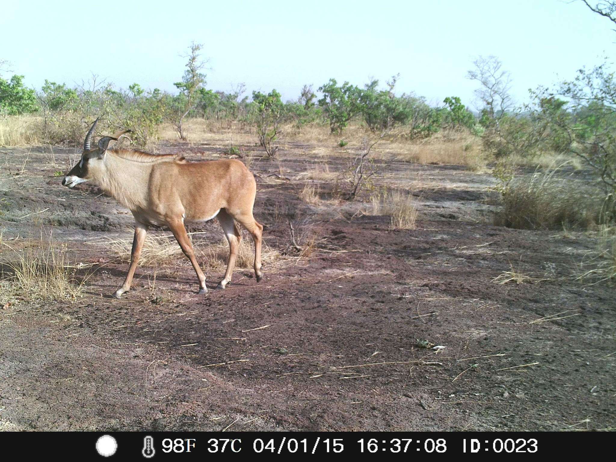 Image of Roan Antelope