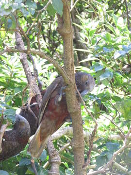 Image of North Island Kaka