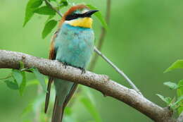 Image of bee-eater, european bee-eater