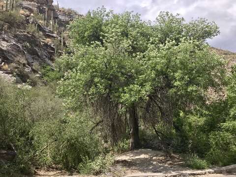 Imagem de Fraxinus velutina Torr.