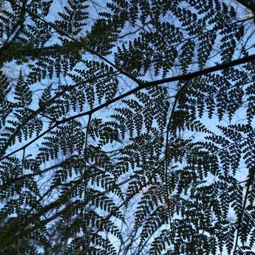 Image of Woolly Tree Fern