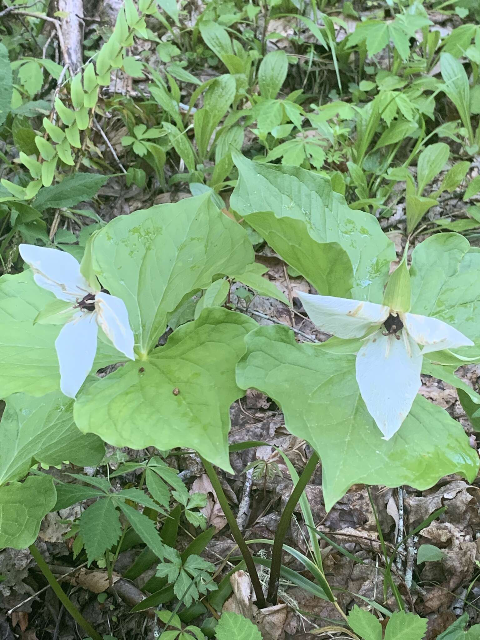 Image of Trillium erectum var. album (Michx.) Pursh