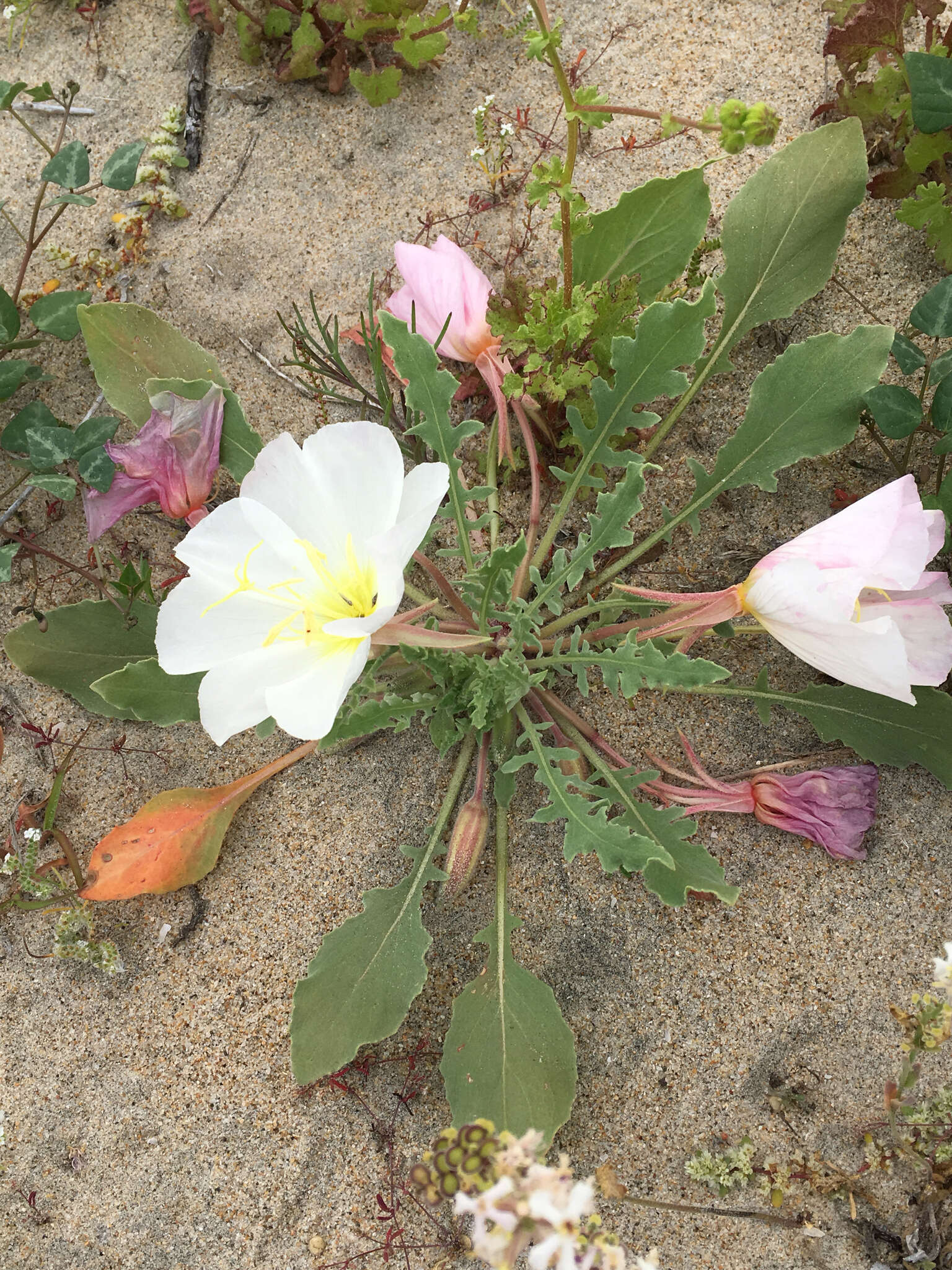 Imagem de Oenothera deltoides Torr. & Frem.