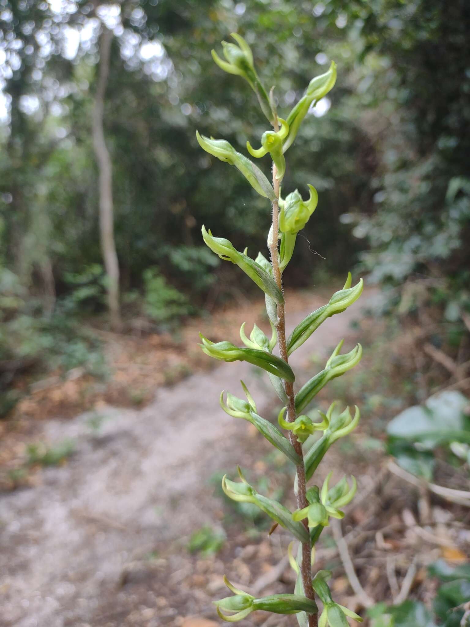 Image of Eltroplectris triloba (Lindl.) Pabst