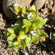 Plancia ëd Plagiobothrys torreyi (A. Gray) A. Gray