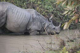 Image of Indian Rhinoceros