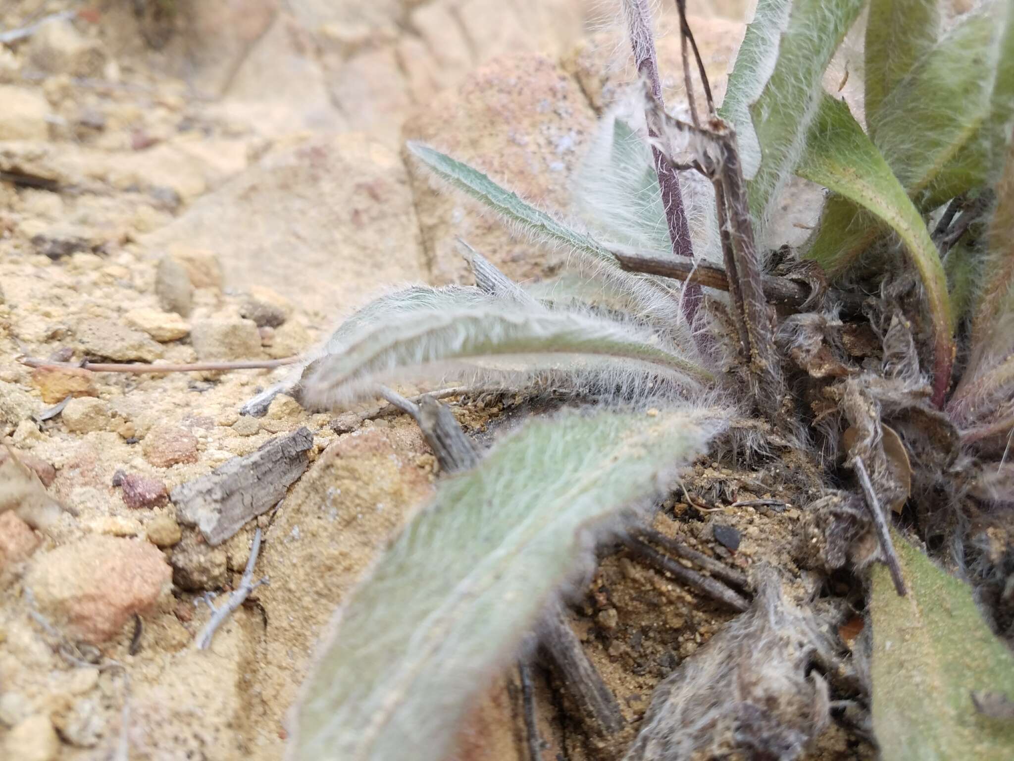 Image of southern hawkweed