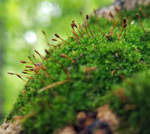 Image of anacamptodon moss