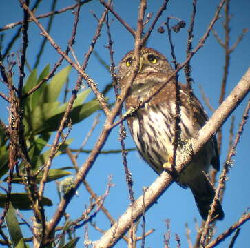 Image of Mountain Pygmy Owl