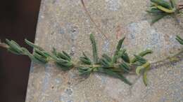 Image of Delosperma multiflorum L. Bol.