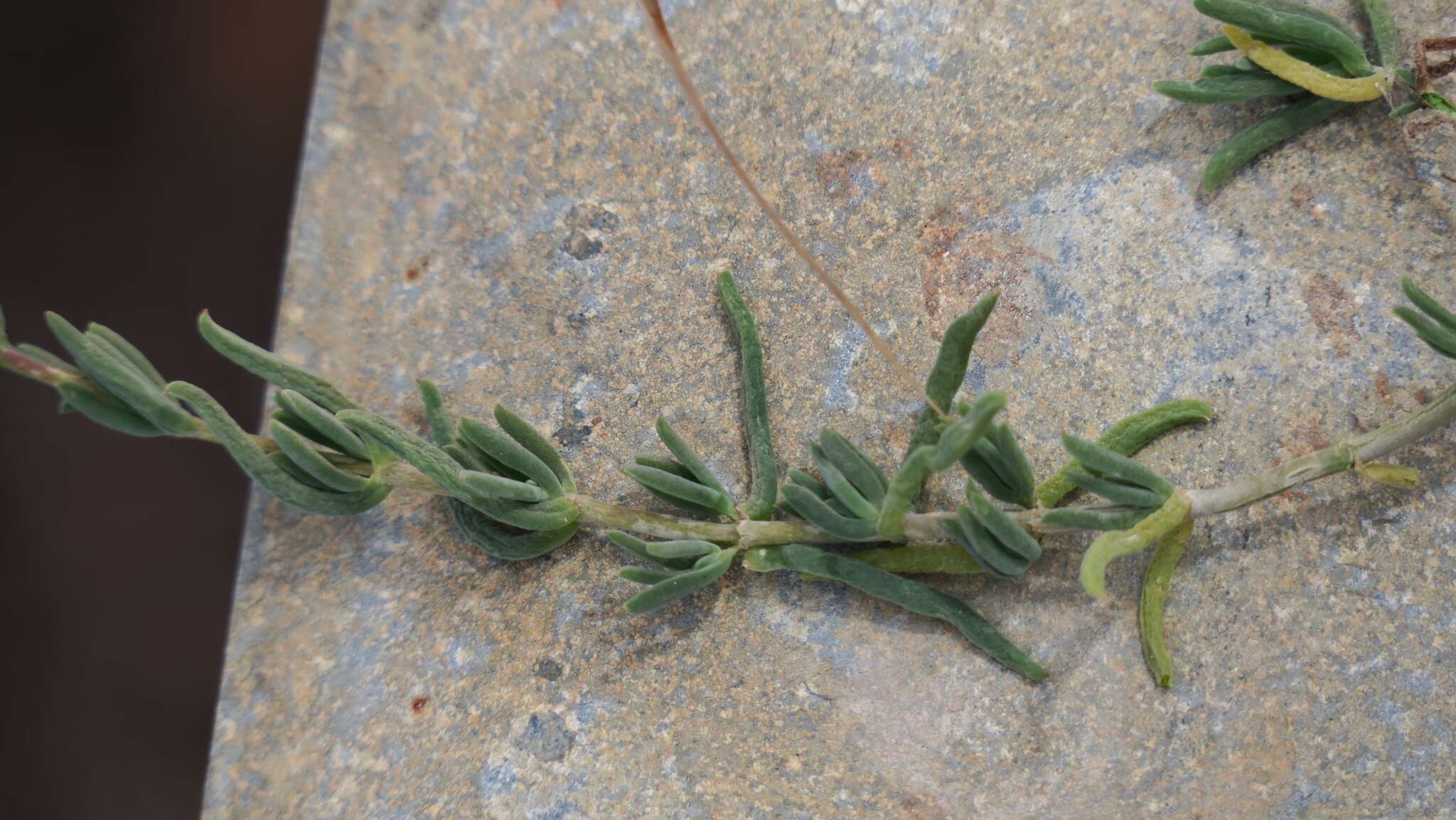 Imagem de Delosperma multiflorum L. Bol.