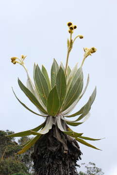 Espeletia frontinoensis J. Cuatrec. resmi