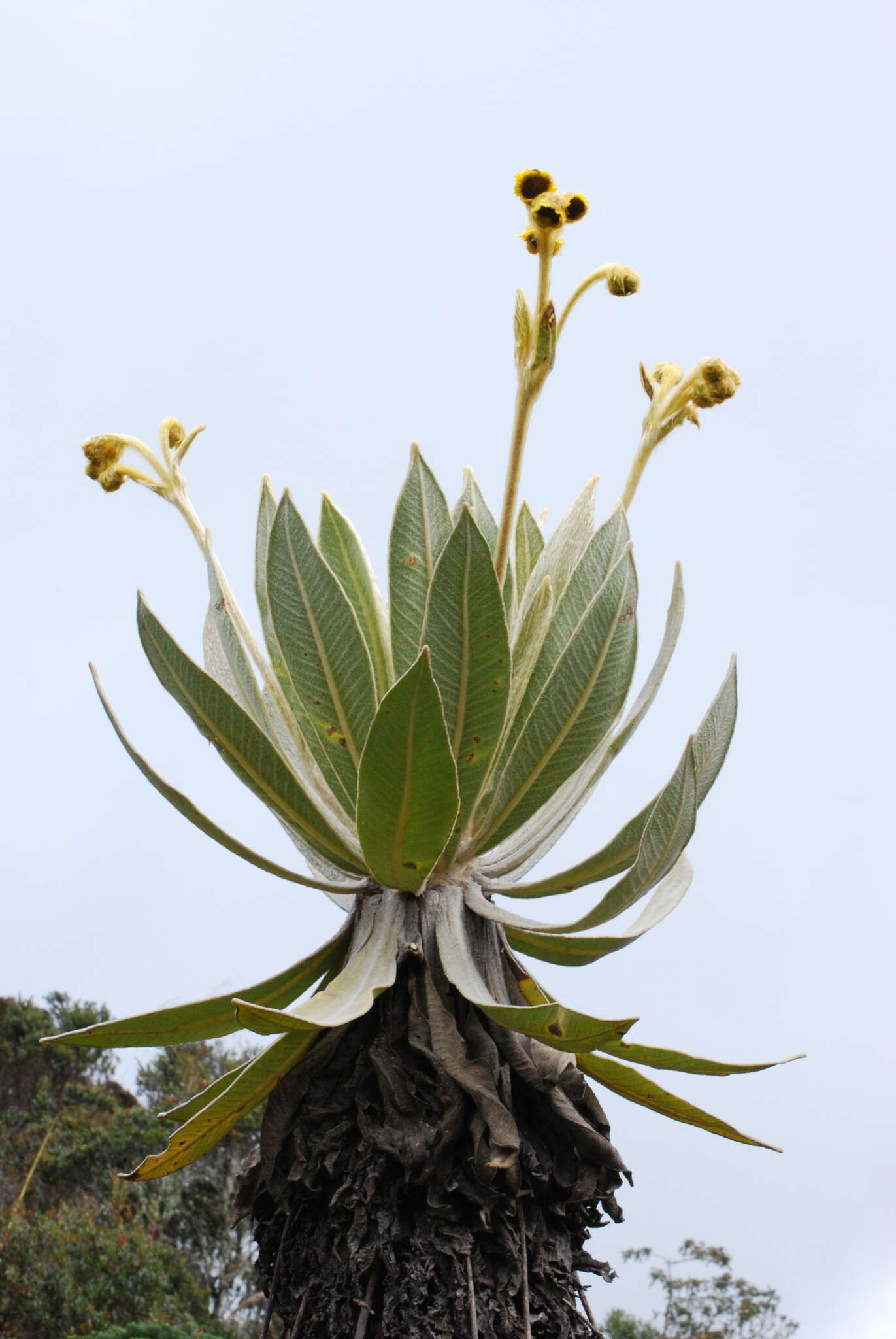 Слика од Espeletia frontinoensis J. Cuatrec.