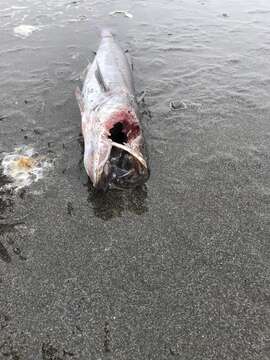 Image of North Pacific Hake