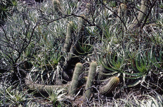 Image de Trichocereus angelesiae