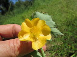 Image of Abutilon grandiflorum G. Don