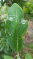 Image of Phyllocnistis magnoliella Forbes 1923