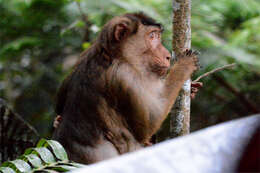 Image of Pig-Tail Macaque