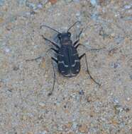 Image of Cicindela (Cicindela) tranquebarica tranquebarica Herbst 1806