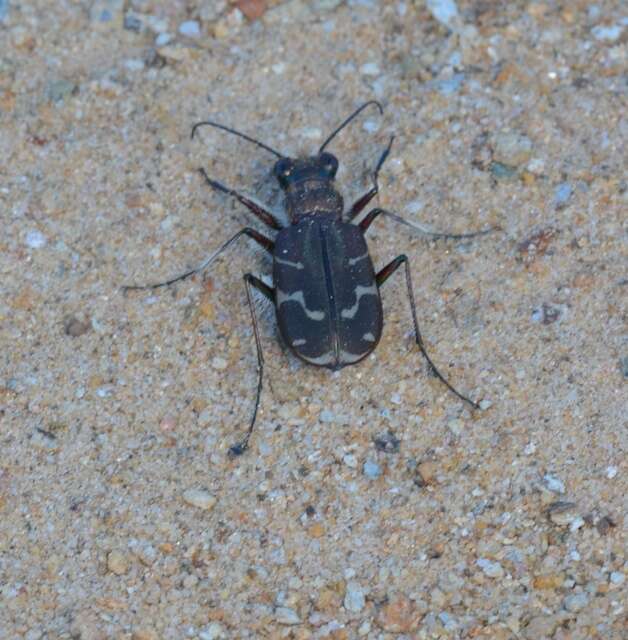 Image of Cicindela (Cicindela) tranquebarica tranquebarica Herbst 1806