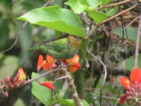 Image of Silver-backed Tanager