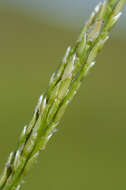 Image of Digitaria henryi Rendle