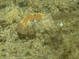 Image of Chromodoris alternata (Burn 1957)