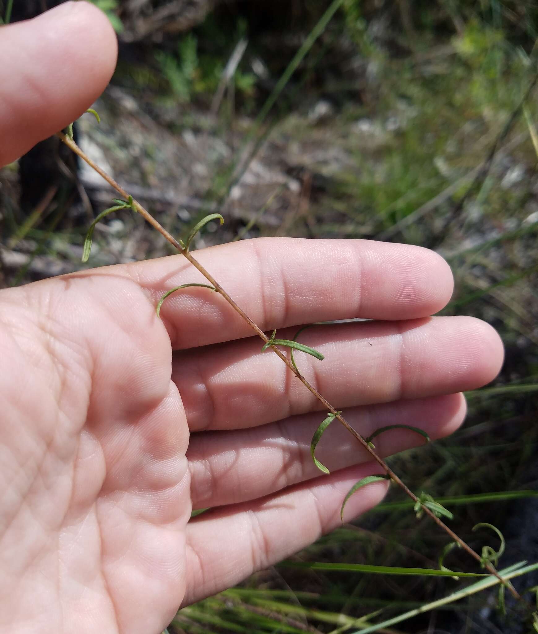 Plancia ëd Brickellia eupatorioides var. floridana (R. W. Long) B. L. Turner