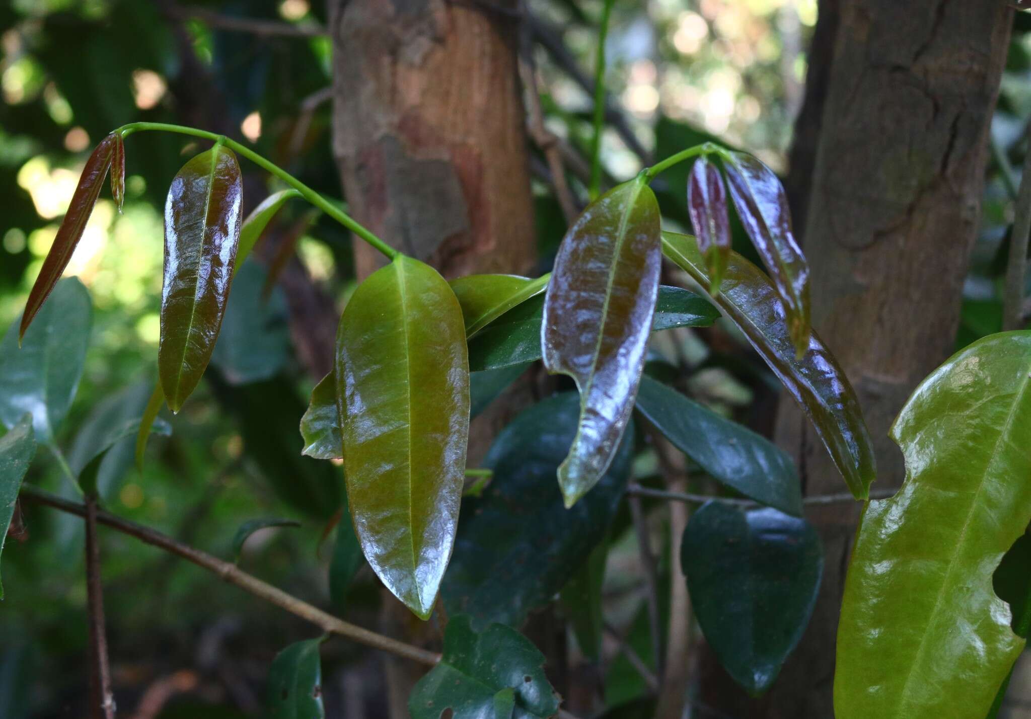 Plancia ëd Sageraea laurina Dalzell