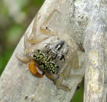 Image of Aratus pacificus Thiercelin & Schubart 2014