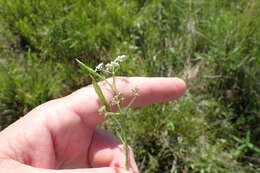 Image of Tansy Dogshade