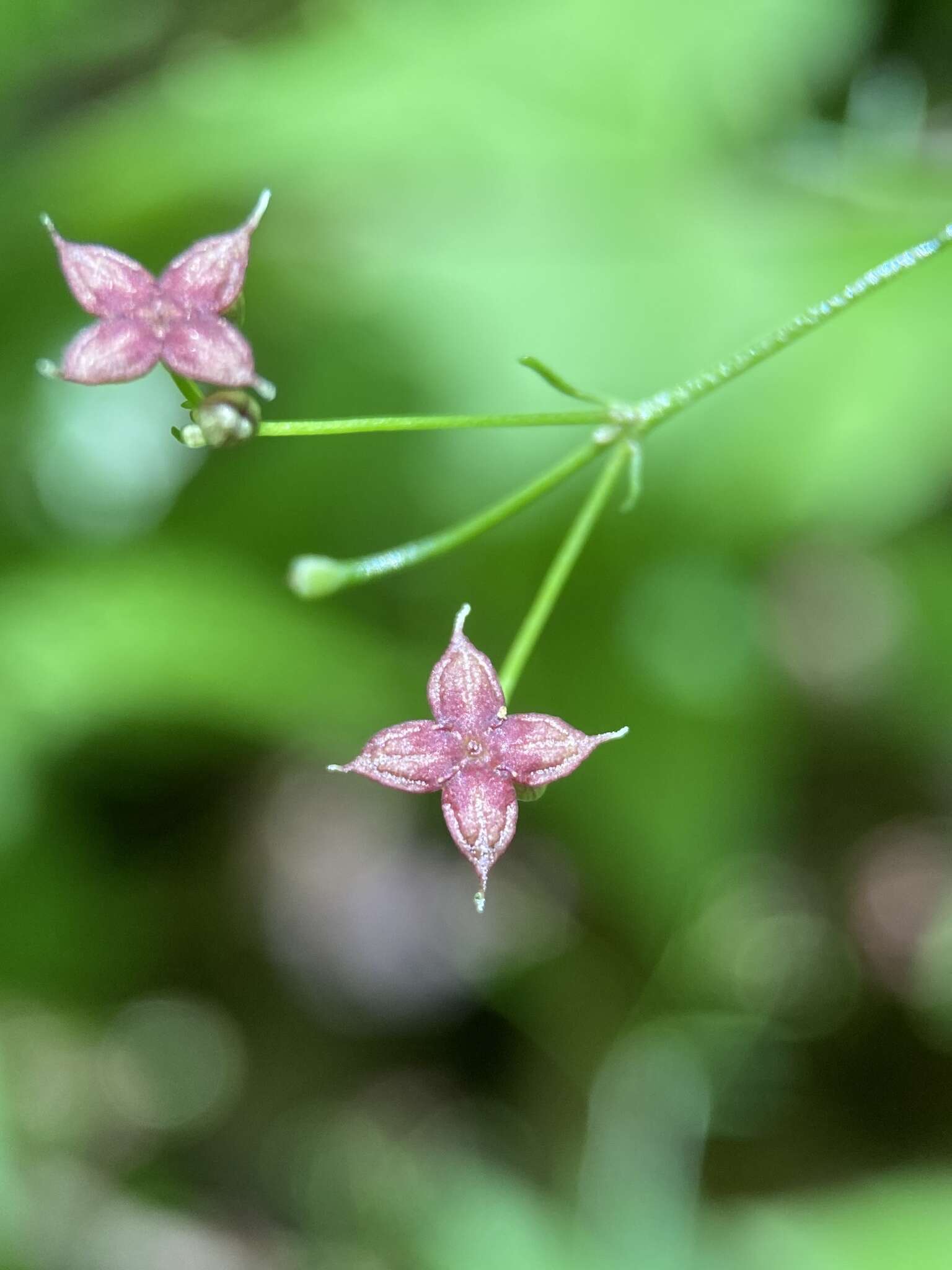 Imagem de Galium latifolium Michx.