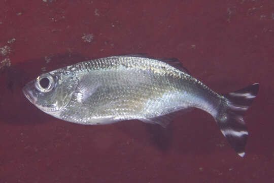 Image of Barred flagtail