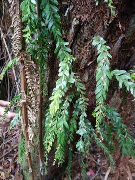 Image of Tmesipteris obliqua R. J. Chinnock