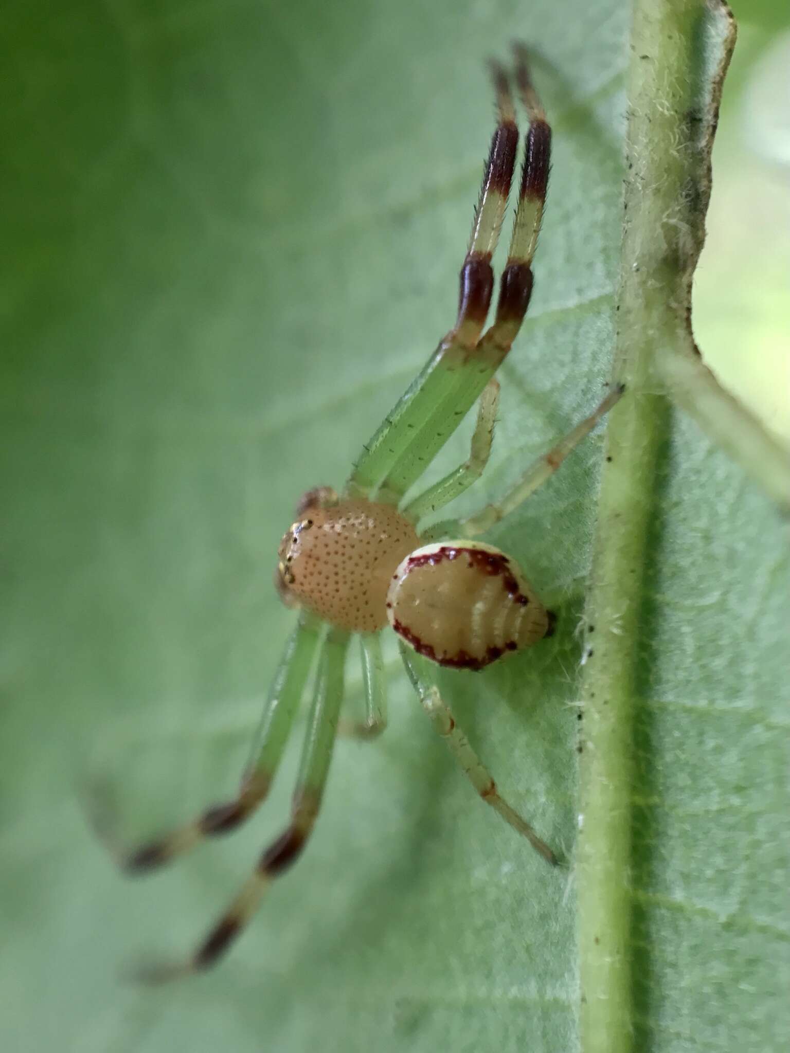 Image of Massuria bellula Xu, Han & Li 2008