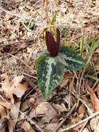 Image de Trillium decipiens J. D. Freeman